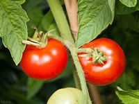 Solanum lycopersicum